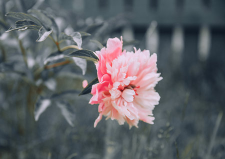 Beautiful pink peony flower in the garden. vintage style.の写真素材