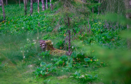 A tree stump in the middle of a green forest in summertimeの写真素材