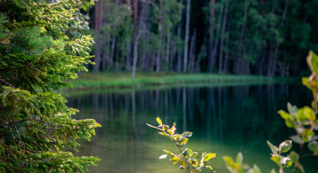 Beautiful view of the lake in the forest. Green trees and blue waterの写真素材
