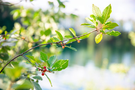 Branch with green leaves and berries on the background of the waterの写真素材