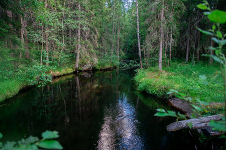 beautiful river in green summer forest. Amata river in Latvia