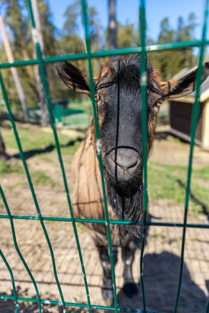 Portrait of a goat in a cage at the animal shelter.の写真素材