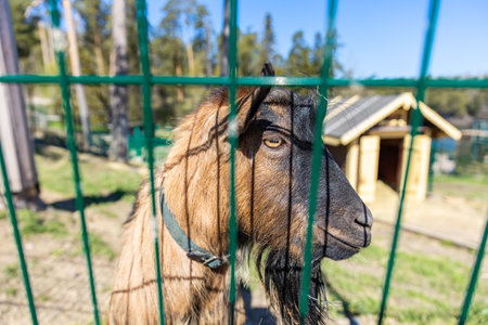 Portrait of a goat behind a fence in the yard of a farmの写真素材