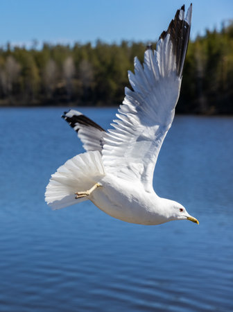 Seagull flying over the lake. Lake of the Woodの写真素材
