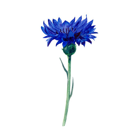 Centaurea cyanus, blue cornflower watercolor isolated