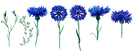 Set of watercolor blue cornflower (Centaurea cyanus) flowers and budsの写真素材