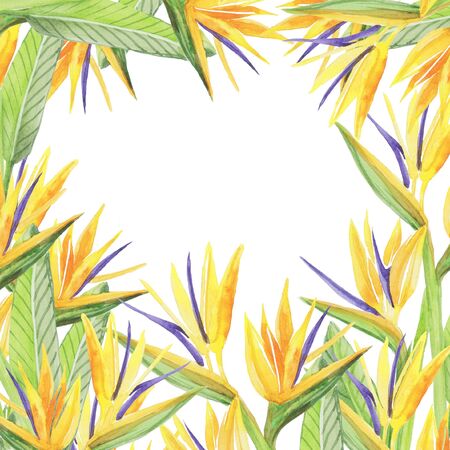 Strelitzia pattern frameの写真素材
