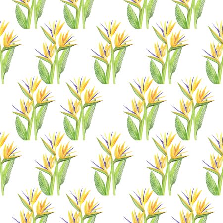 Strelitzia patternの写真素材