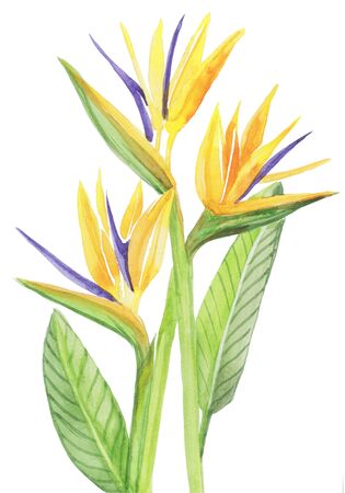 Strelitzia pattern cardの写真素材
