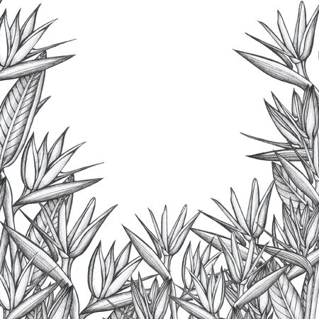 Strelitzia pattern frameの写真素材