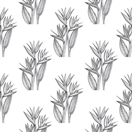 Strelitzia patternの写真素材