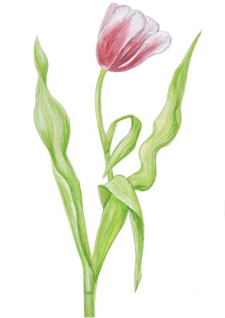 tulip pattern isolate watercolor cardの写真素材