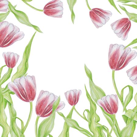 frame tulip pattern isolate watercolor white backgroundの写真素材