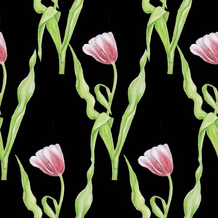 tulip pattern isolate watercolor black backgroundの写真素材