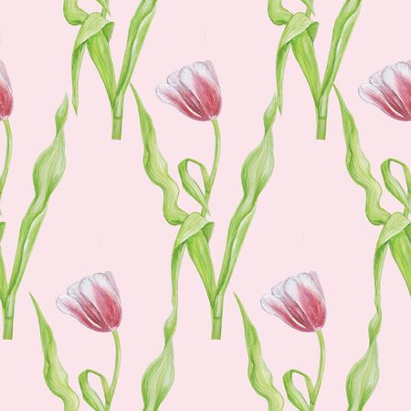 tulip pattern watercolor pink backgroundの写真素材