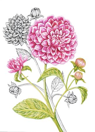 dahlias pattern isolate watercolor white backgroundの写真素材