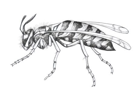 wasp pattern on isolated backgroundの写真素材