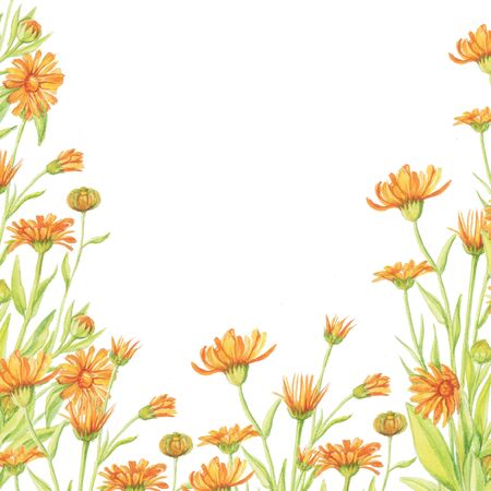 calendula pattern, marigold white backgroundの写真素材