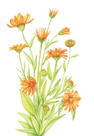 calendula pattern, marigold white backgroundの写真素材