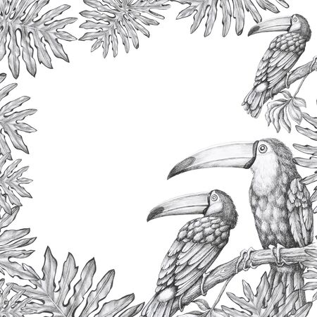 frame toucans pattern white background tropical birdの写真素材