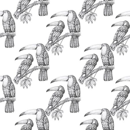 toucans pattern white background tropical birdの写真素材