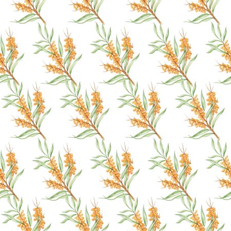 pattern sea buckthorn white backgroundの写真素材
