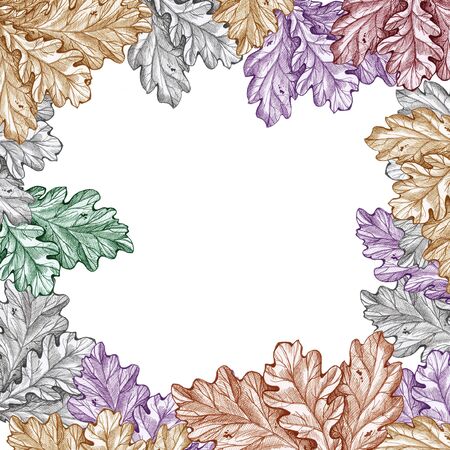 oak leaves pattern white background frame autumnの写真素材