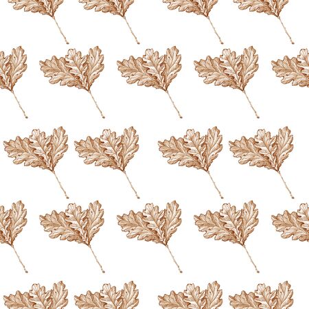 oak leaves pattern white background autumn leavesの写真素材