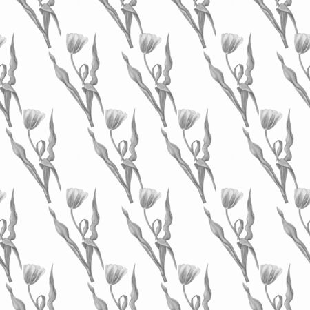 tulips pattern isolate watercolor white backgroundの写真素材