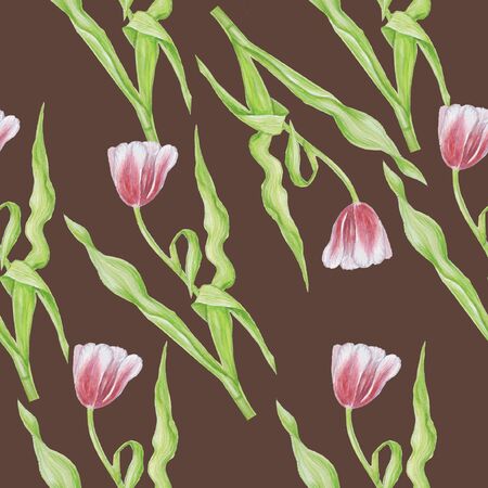 tulips pattern isolate watercolor backgroundの写真素材