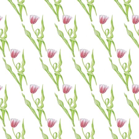 tulips pattern isolate watercolor white backgroundの写真素材