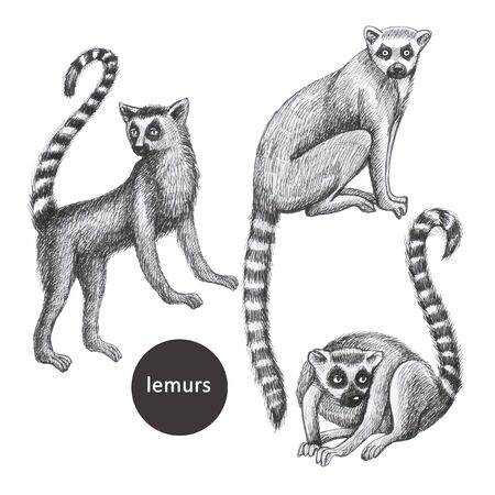 lemurs pattern drawing silhouette tropical animals isolate object white background primacyの写真素材