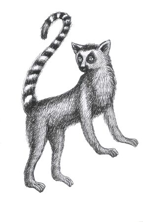 lemurs pattern drawing silhouette tropical animals isolate object white background primacyの写真素材