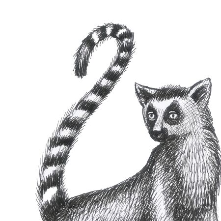 lemurs pattern drawing silhouette tropical animals isolate object white background primacyの写真素材
