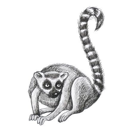lemurs pattern drawing silhouette tropical animals isolate object white background primacyの写真素材