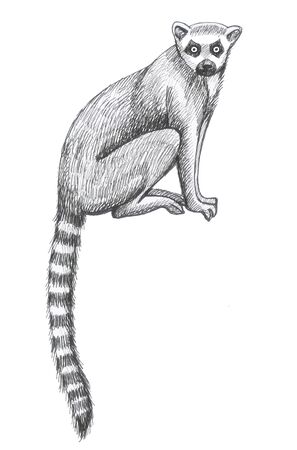 lemurs pattern drawing silhouette tropical animals isolate object white background primacyの写真素材
