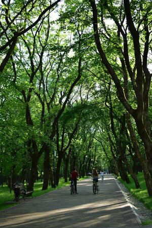 Alley in the park on a summer evening.の写真素材