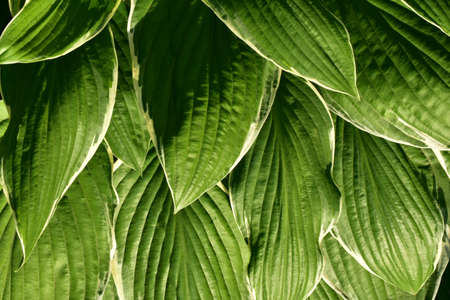 Hosta plantaginea leaves in the garden close-up.の写真素材