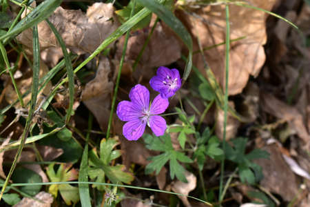 A beautiful lilac flower geranium meadow among the autumn dry foliage.