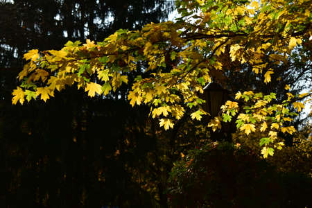 Beautiful maple branch in the park on a clear autumn day.