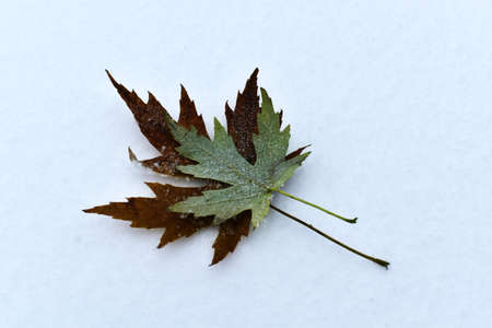 Autumn maple leaves on the background of the first snow.