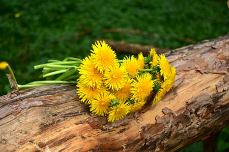 A bouquet of dandelions on a dry spruce tree lying on the grass in the forest