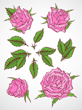 Vector set of hand drawn roses and leaves. In pink and green colors.のイラスト素材