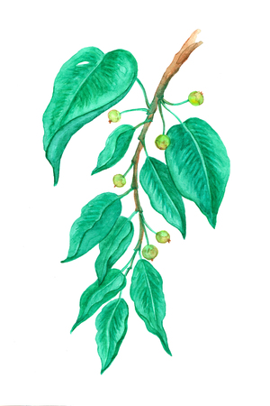 Watercolor illustration with a branch of wild apple tree on white background.の写真素材