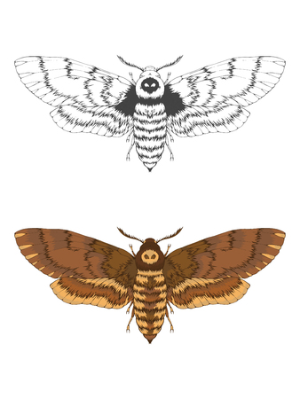Vector illustration with hand drawn dead head moth. Two variants of insect: monochrome and colored. In realistic style. Isolated on withe background.のイラスト素材