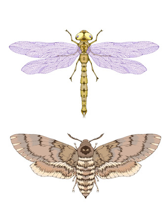 Vector illustration with hand drawn two insects: dragonfly and dead head moth. Color image in realistic style. Isolated on withe background.のイラスト素材