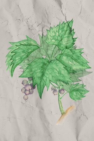 Watercolor illustration with a branch of black currant on paper background.の写真素材