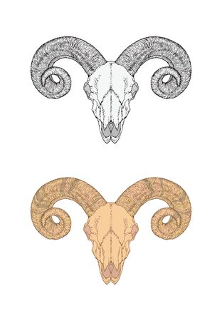 Vector illustration with hand drawn wild ram skull. Two variants: monochrome and colored. In realistic style. Isolated on withe background. For you design, tattoo or magic craft.のイラスト素材