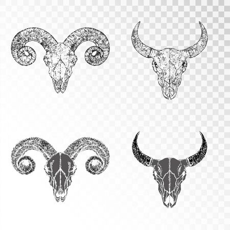 Vector set of hand drawn skulls of horned animals: bull and ram on transparent background. Black silhouettes and contour with grunge texture. For you design, print, tattoo or magic craft.のイラスト素材