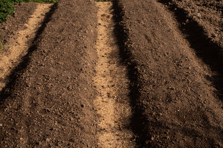 Farmer planting seeds into fertile soil, closeup with space for text. Gardening timeの写真素材